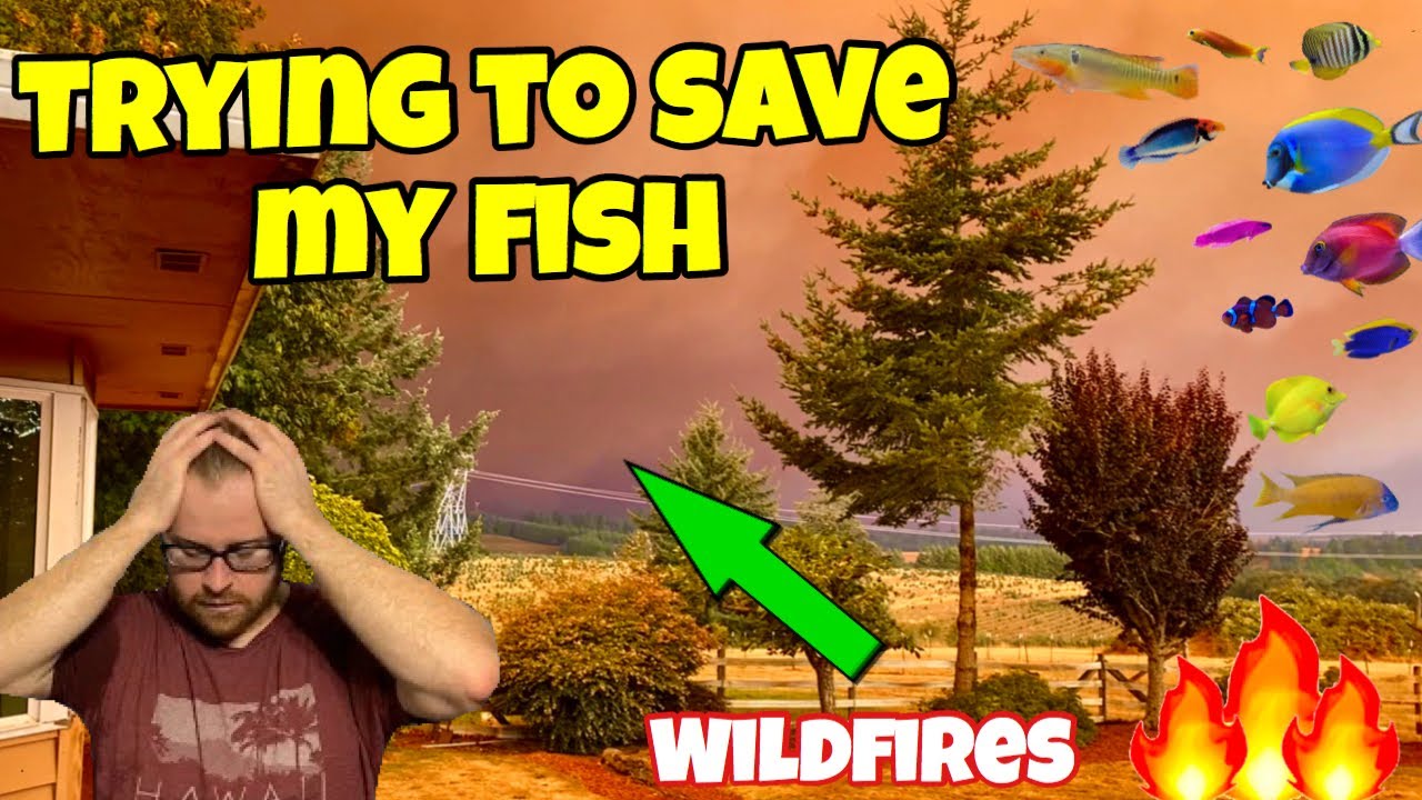 WILDFIRES THREATENING ALL MY FISH! I had to EVACUATE MY HOME