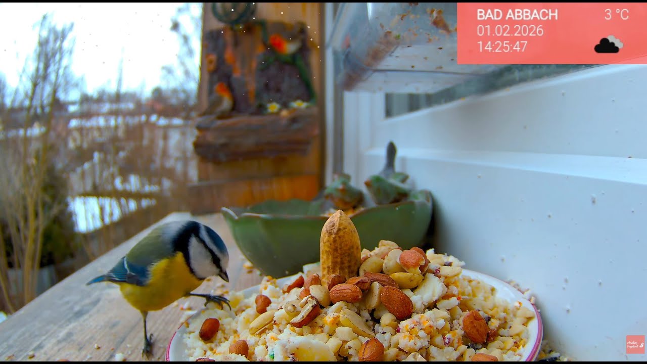 02.02. Februar beginnt ruhig 🐦 Vogelwelt live vom Fensterbrett