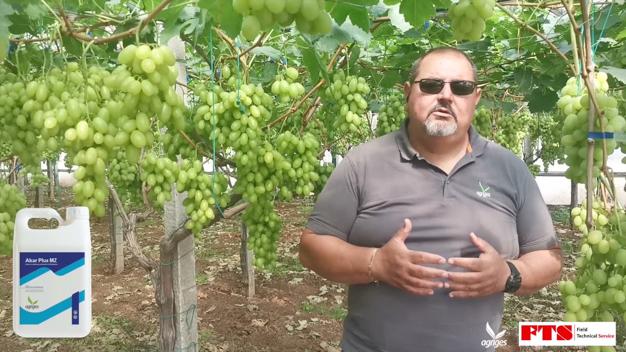 Uva da tavola: produrre di più e produrre sano, i consigli dell'agronomo