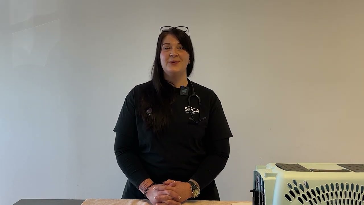 Cat Neuter Discharge Instruction Video