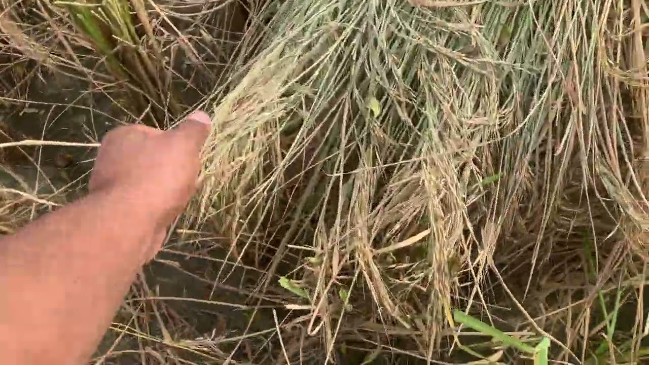 Pusa Basmati 1886(New verity 1401)