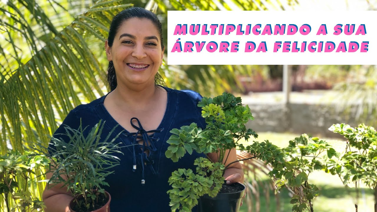 Aprenda como multiplicar sua Árvore da Felicidade...