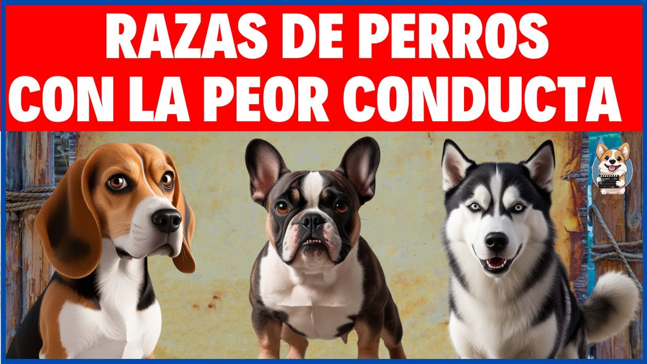 5 razas de perros con problemas de comportamiento🐶