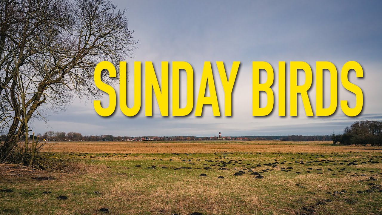Sunday Birds