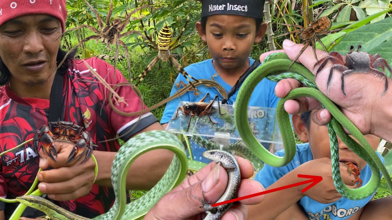 The kid ate the crab‼️catch lizard, grass lizard, green snake, cricket, tarantula, crab, fish