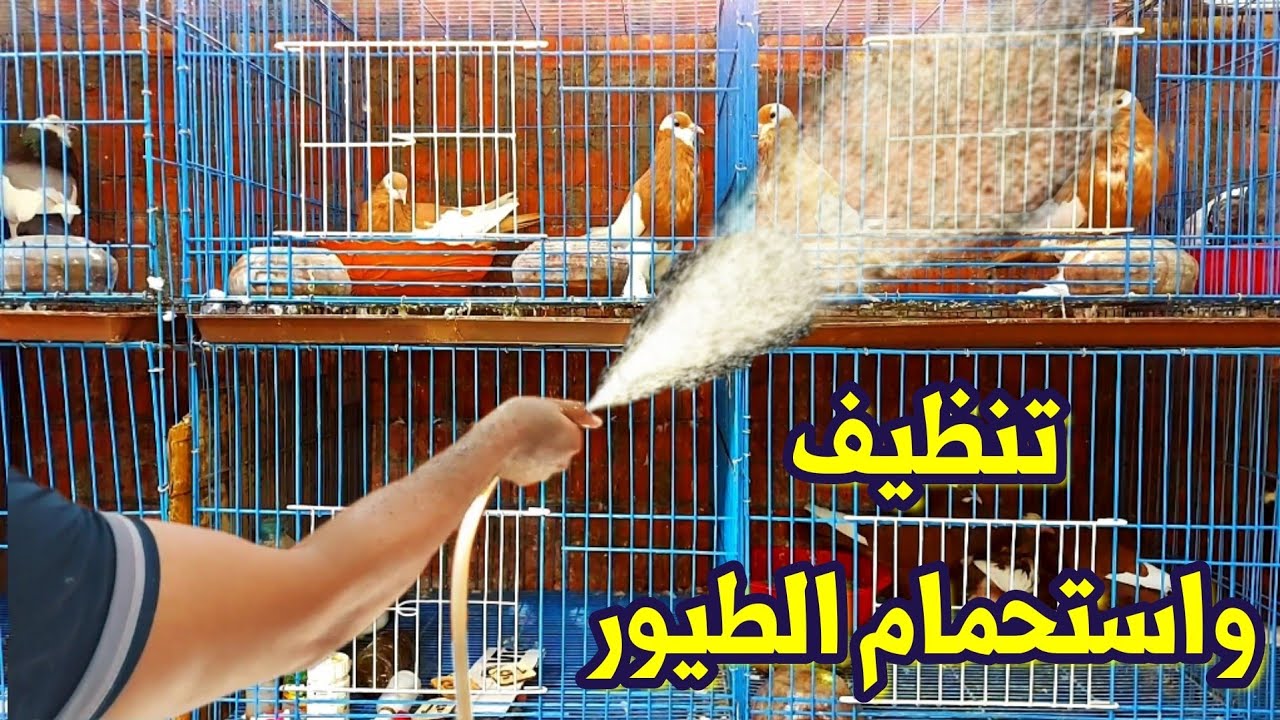 يوم التنظيف واستحمام الحمام عملي