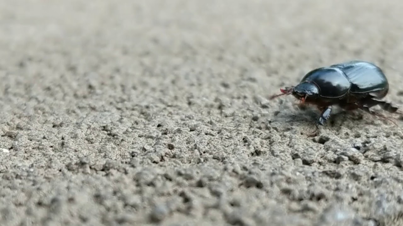 Beautiful beetle