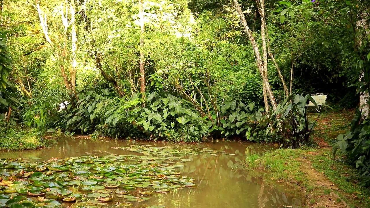 A Break for Silience at a Peaceful Jungle Pond - with Frogs, Birds, and gentle Water