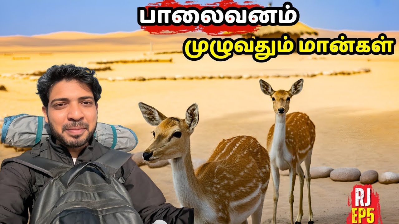 பாலைவன கிராமங்கள் அழகாக இருக்கிறது ராஜஸ்தான் | ராஜஸ்தானில் மான்களை கடவுளாக பார்க்கின்றனர்#travel