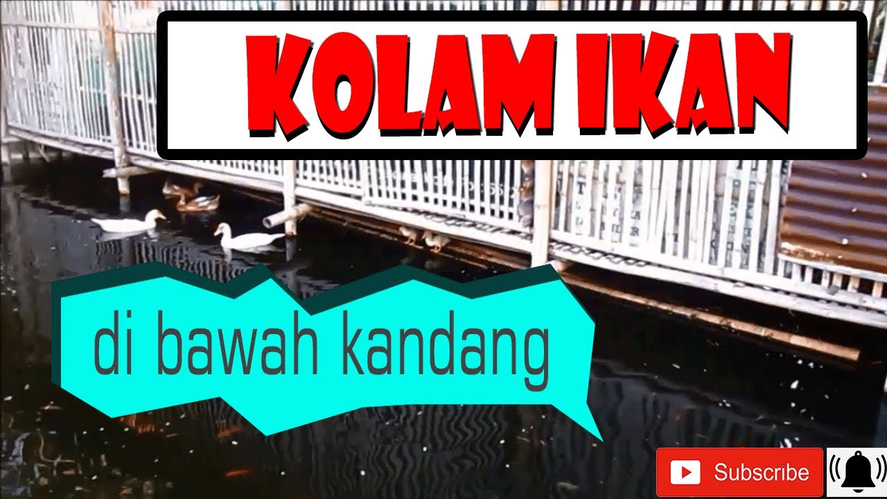 KOLAM IKAN DI BAWAH KANDANG KAMBING DAN UNGGAS