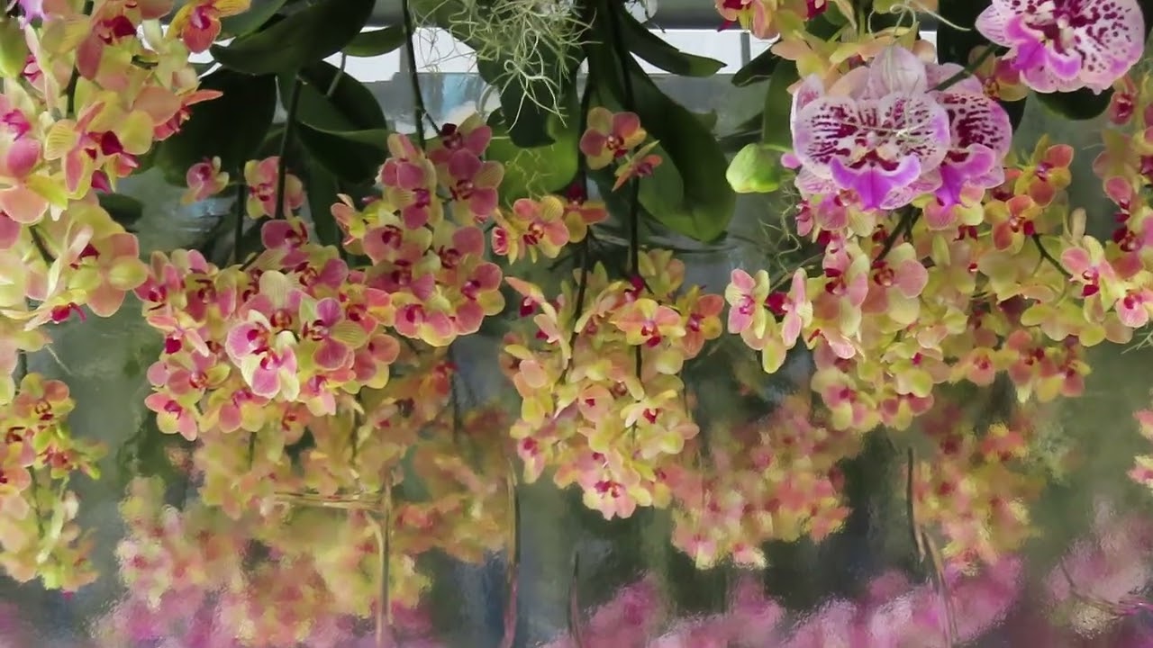 新春迎花萌 3