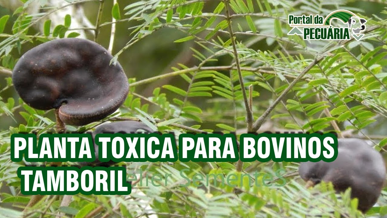 Planta toxica para bovinos - Tamboril