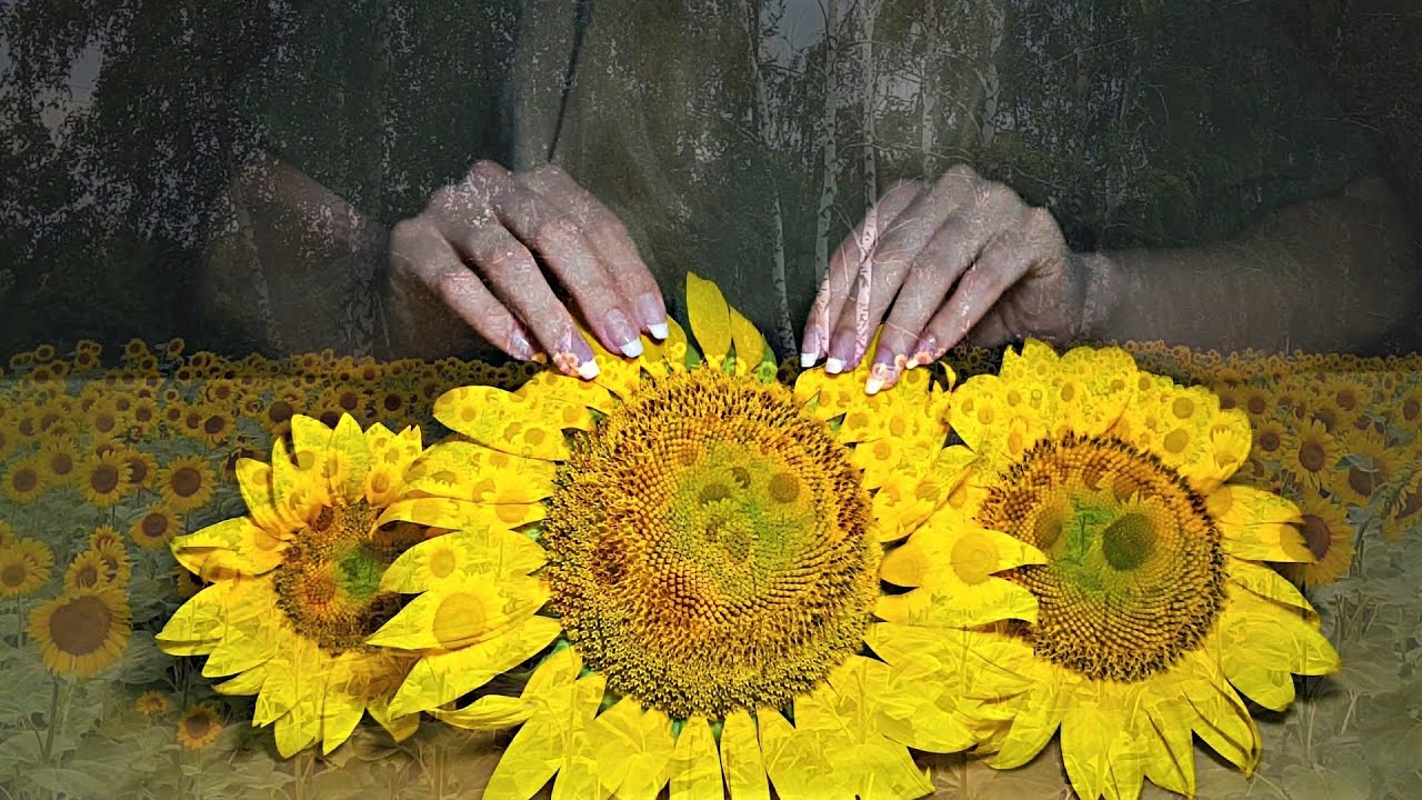 SUNFLOWER 🌻 ASMR 🌻 Relaxing Whisper
