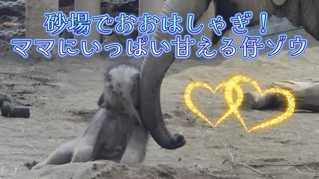 砂場遊びが大好き🐘🐘ゾウの赤ちゃんがお母さんにいっぱい甘えた１日　円山動物園　maruyama zoo