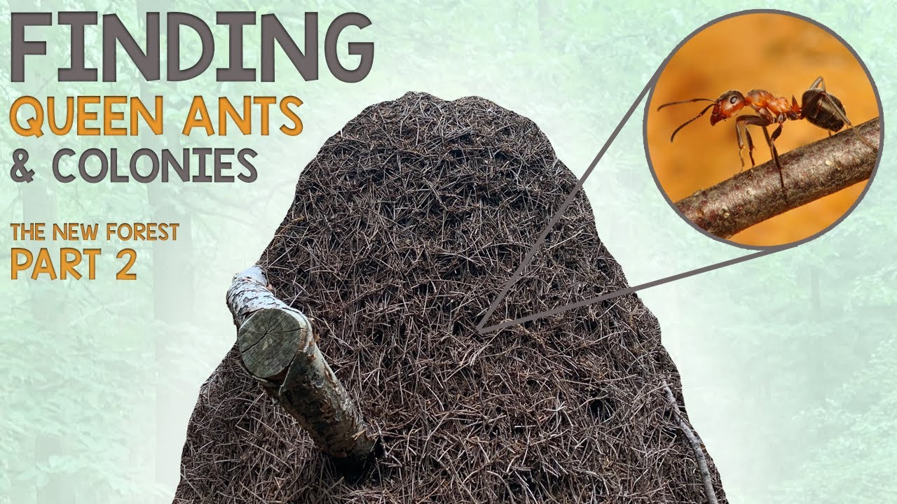Finding Queen Ants & Colonies #3 | My Trip to the New Forest, UK | Part 2