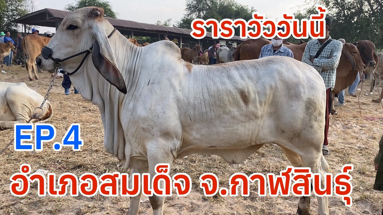 EP.4 #ราคาวัววันนี้ 18 ม.ค. 2569 #ตลาดวัวอำเภอสมเด็จจังหวัดกาฬสินธุ์ #วัวบราห์มันแดง-โบ๊ท #วัวเลี้ยง