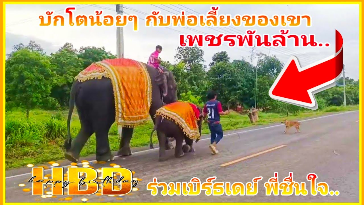 HBD น้องชื่นใจ' บักโตน้อยๆ‼️จะพาพี่ไปรอดไหมน้อ❓เพชรพันล้าน #elephant