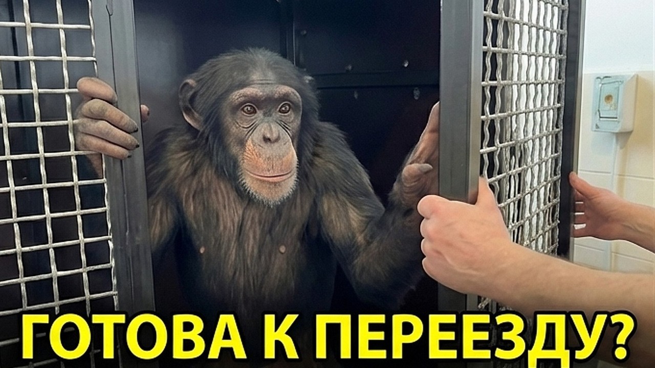 Готовим Шимпанзе к Таджикистану! Как нас встретит Душанбе?
