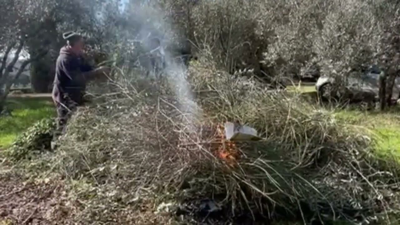 How Nonno Baffo prune olive trees in Tuscany Italy