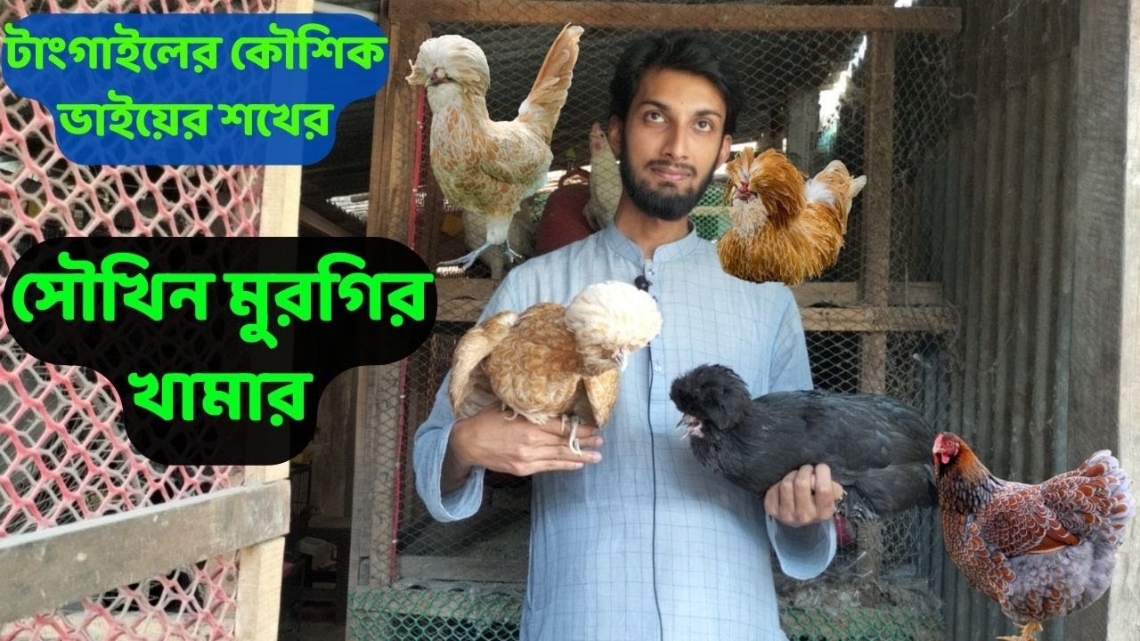 সৌখিন মুরগির খামার,টাংগাইলের কৌশিক ভাইয়ের শখের,#সৌখিনখামার