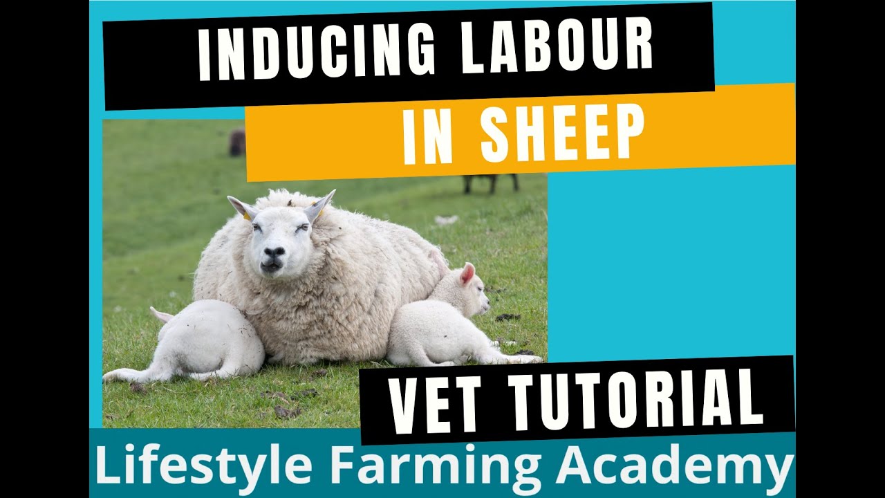 Induction of labor in sheep