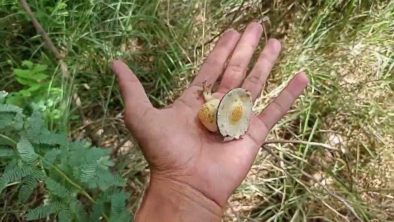 Mushroom in desert | nature mushroom | desert mushroom |cholistani mushroom