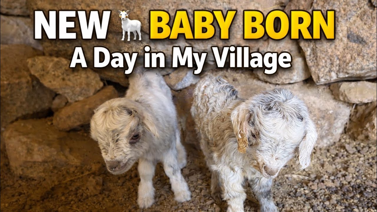 A day in my village || mountain life 🏔️|new baby born#ladakhivlogger#ladakh#mountainlife#viralvideo 