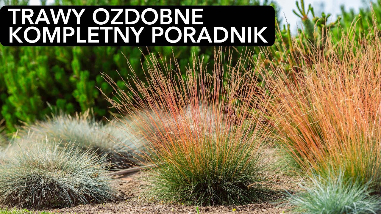 TRAWY OZDOBNE PRAWIE 100 ODMIAN HIT! Jak przycinać trawy ozdobne. Nawożenie traw ozdobnych.