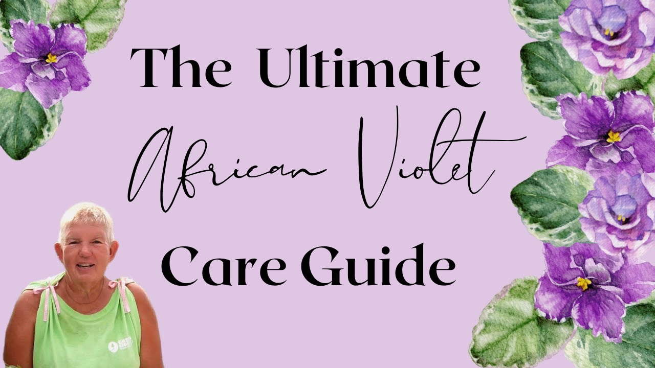 The Ultimate African Violet Care Guide