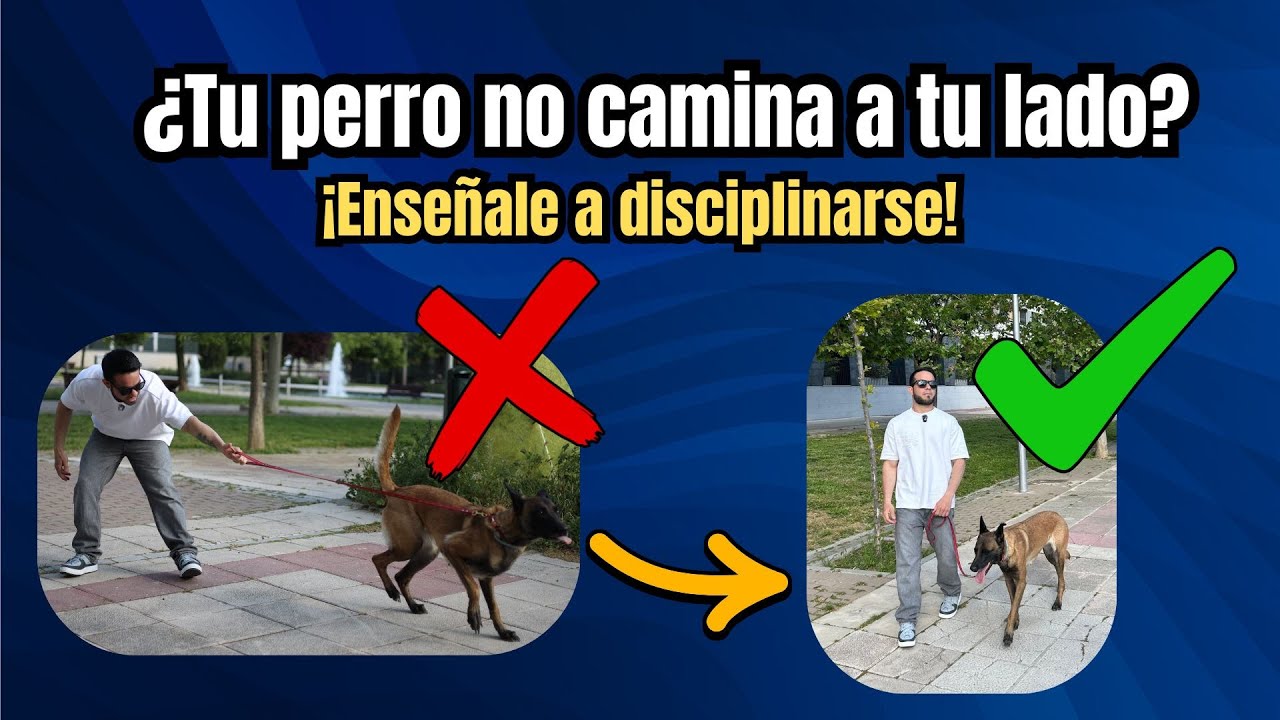 Paseos desordenados: enseña a tu perro a caminar de un solo lado