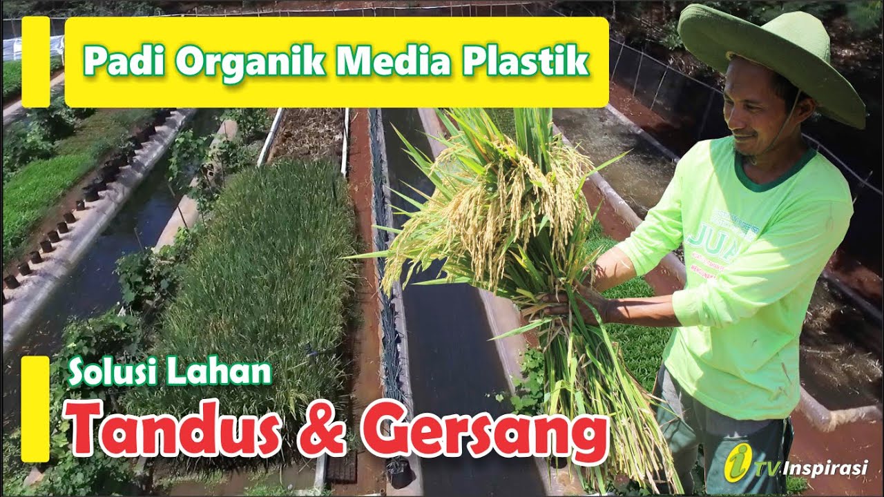 Padi Organik Media Plastik 100 %Tanpa Hama , Solusi Lahan GERSANG. Untuk Ketahanan Pangan Indonesia