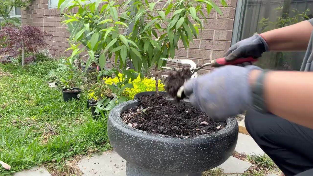 Planning for portulaca blooms and other jobs