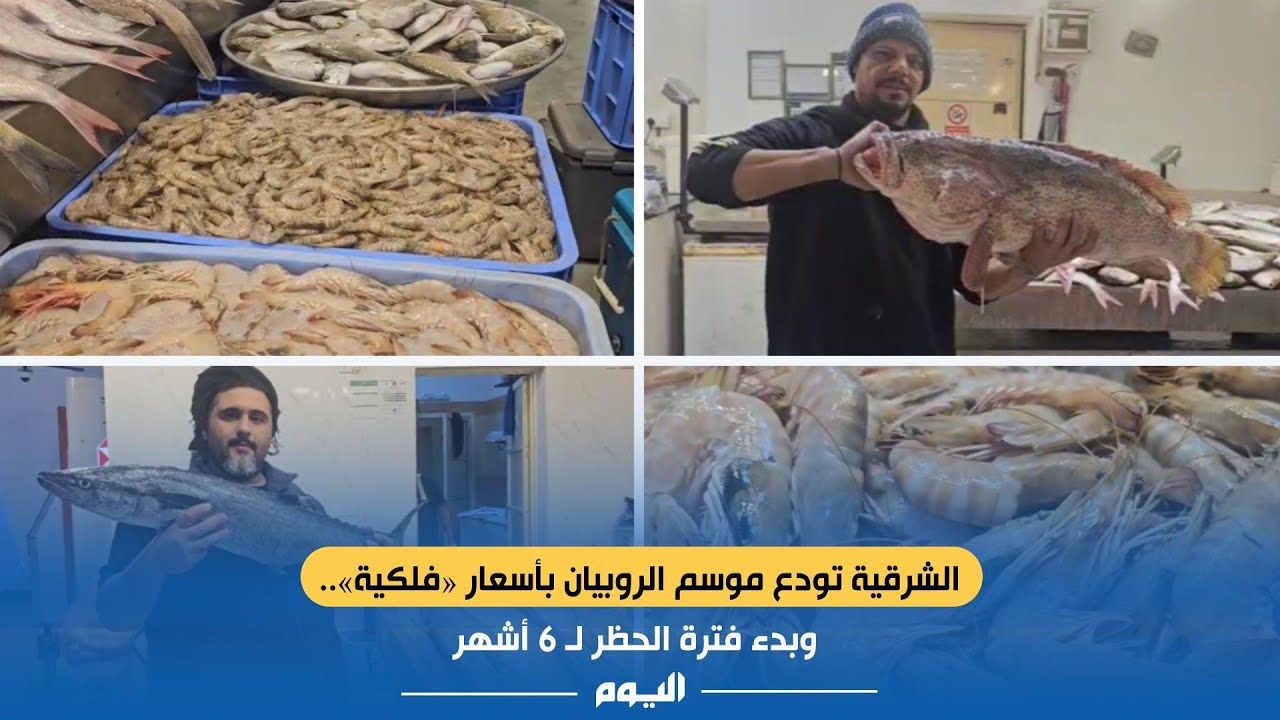 الشرقية تودع موسم الروبيان بأسعار 