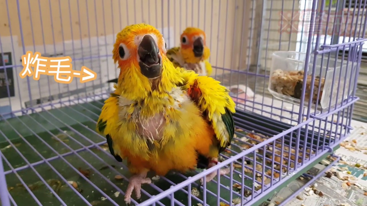 來自金太陽鸚鵡寶寶的威嚇｜baby sun conure