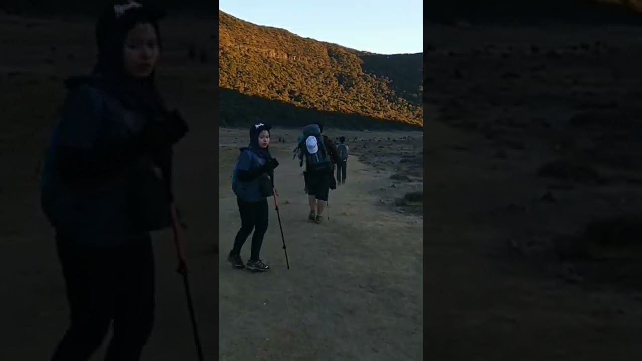 Indahnya Suryakencana Gunung Gede #shorts #short #gununggede #gunungpangrango #suryakencana #hiking