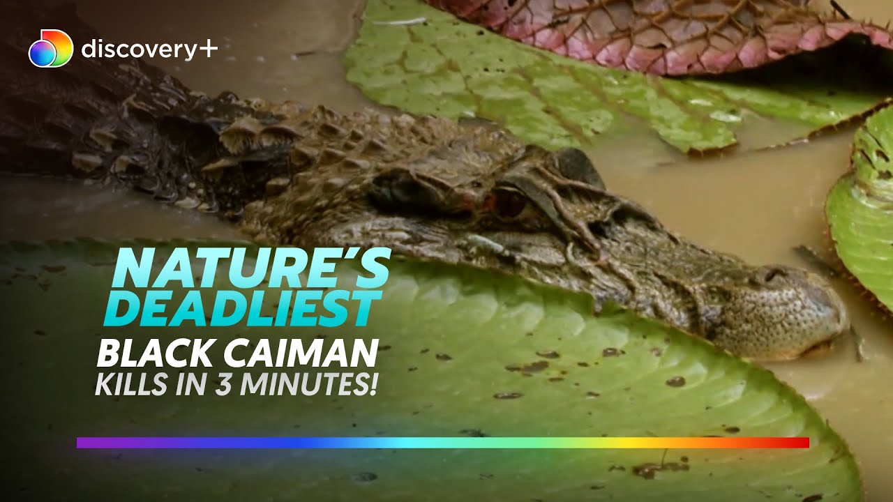 Hunt of the Black Caiman l Nature's Deadliest l discovery+
