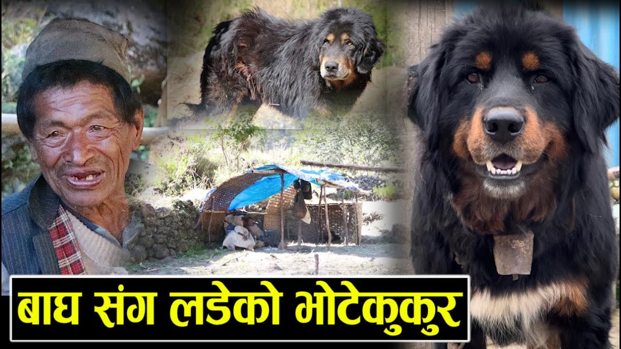 हिमालमा पाईने बाघ संग लड्ने भोटे कुकुर । Bhote Kukkur In Nepal | Himalayan Mastiff Nepal