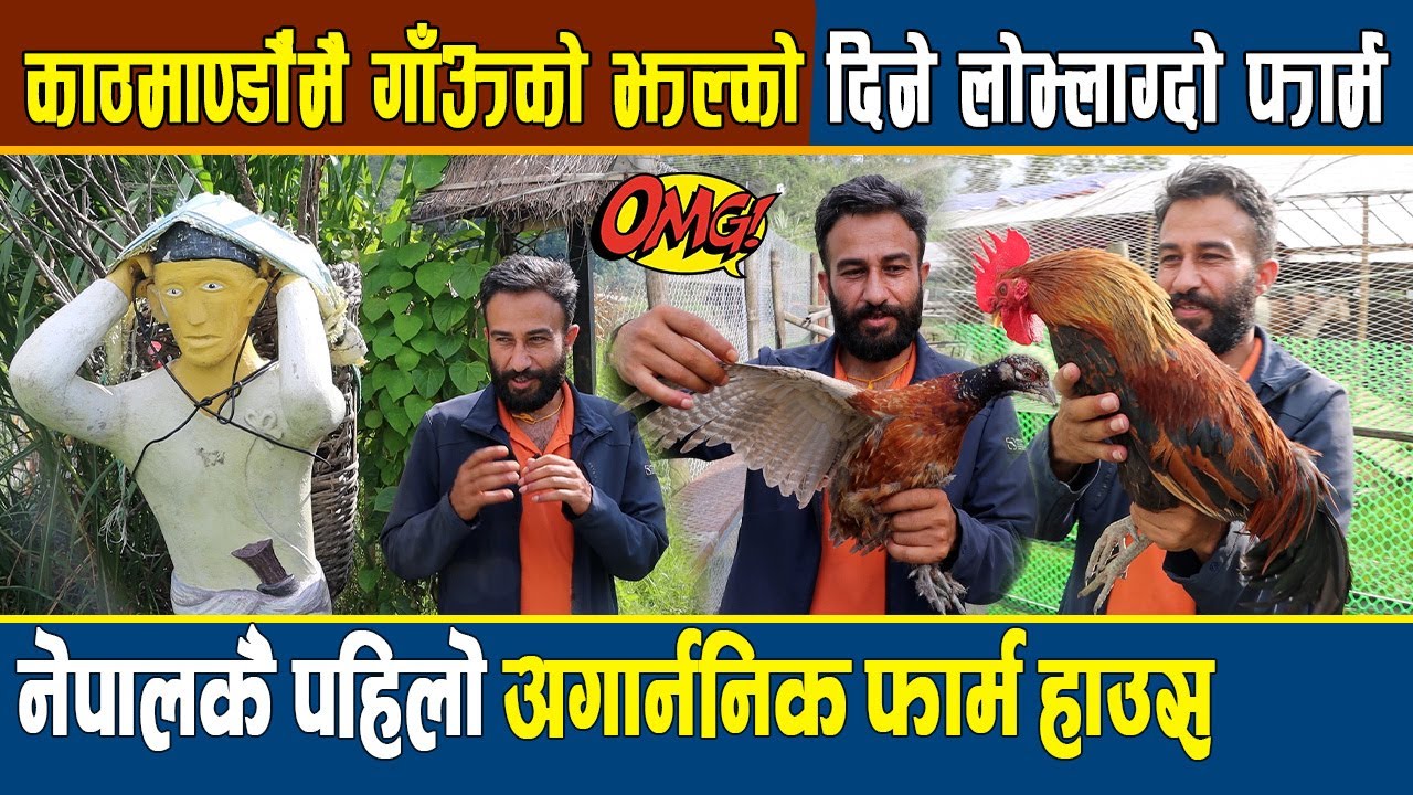 काठमाण्डौंमै गाँऊको झल्को दिने लोभ्लाग्दो Gothalo Farm House, कालिज, लोकल कुखुरा ,बँदेलको परिकार