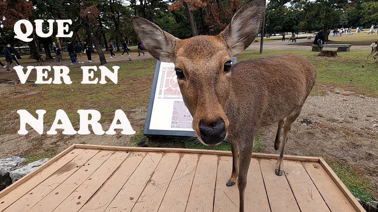 Qué ver en Nara | Parque de Nara | Templo Todaiji | Vlog #10