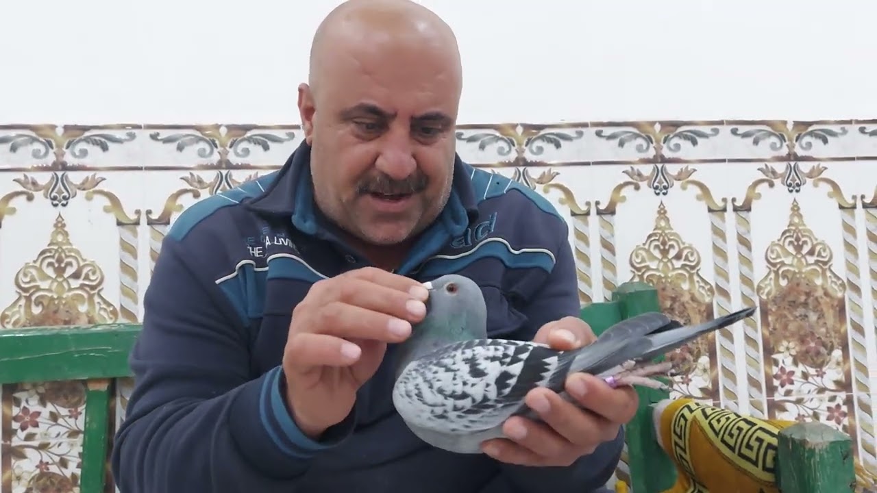 ياالله اليكم حمام جانسن × جانسن تفريخ مزرعة عدنان ابو علي بابل المسيب ٠٧٧١٣٣٥٣١٣٤