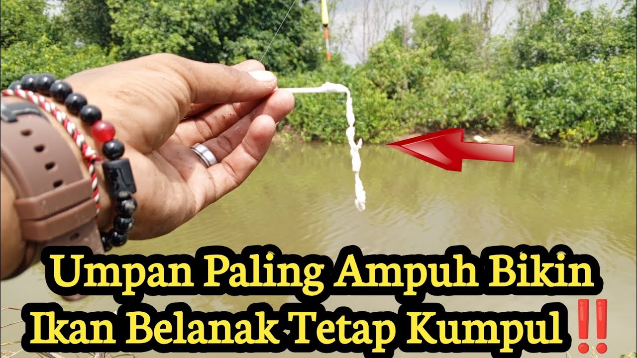 Umpan Paling Ampuh yang bikin ikan Belanak Tetap Kumpul Di Satu titik‼️