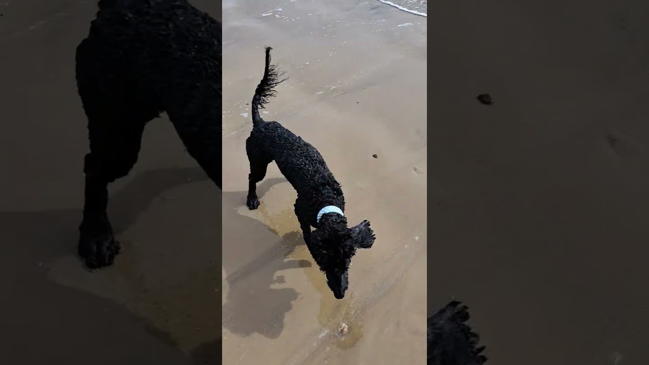 Discovering Bertie 2024.Hes a water dog for sure. Poodle & cocker spaniel mix.