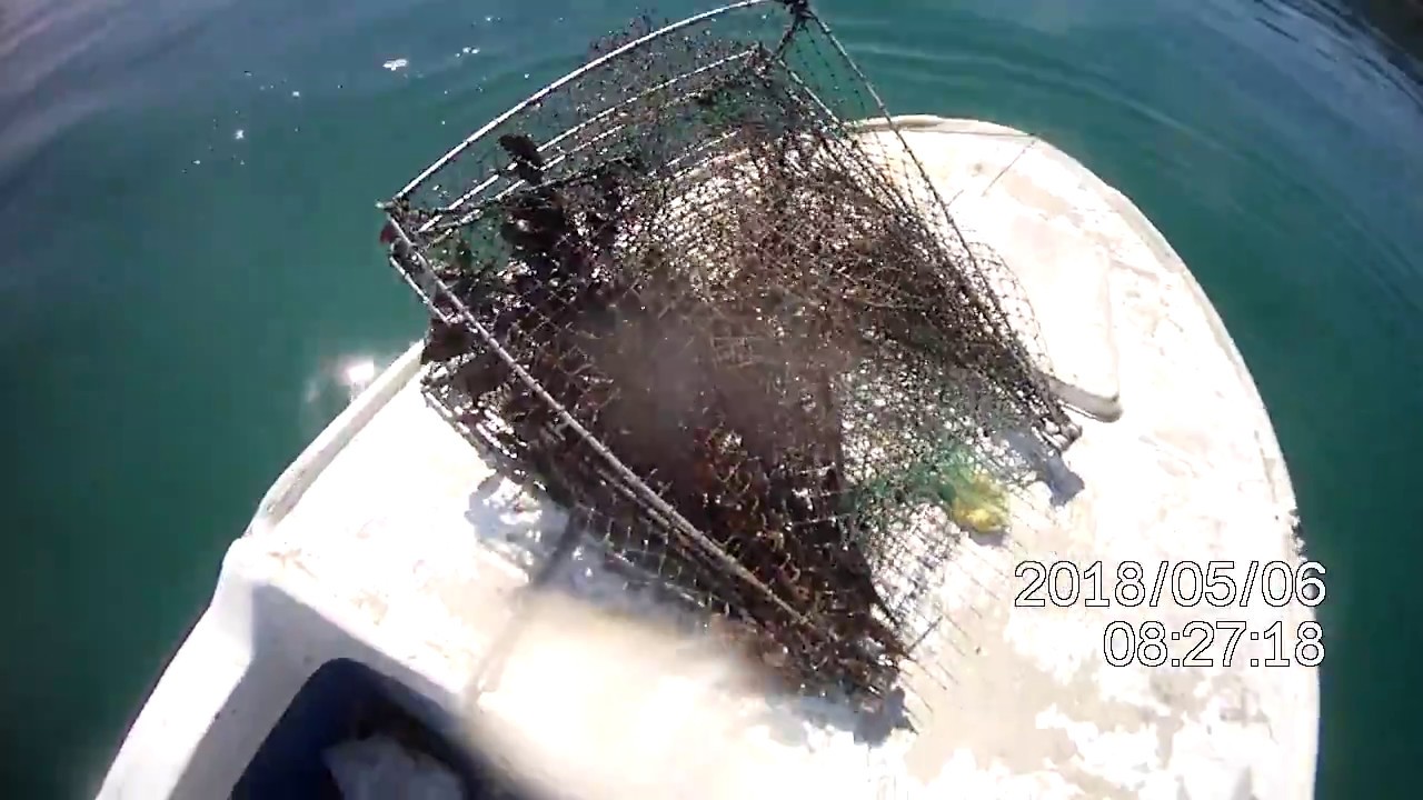 fish trap miracle! fantastic fish! molto pesce! Sipe, komarče,...