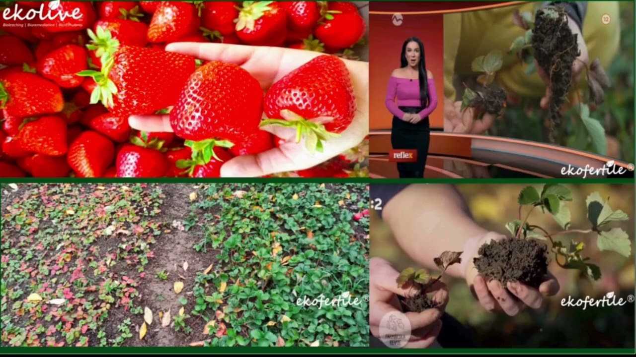 Introducing Eco-Bioleaching For Farming And Soil Regeneration
