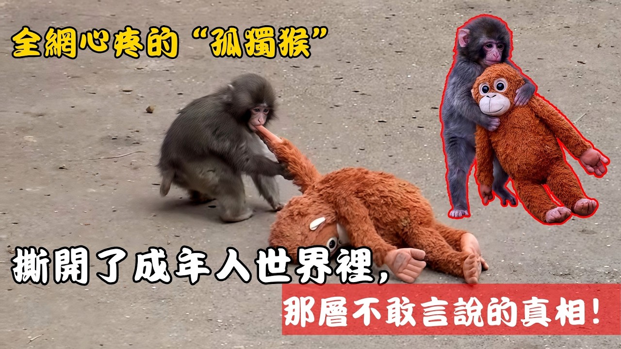 日本那只爆火的“孤獨猴”，看哭了全球億萬人：撕開了成年人世界裡，那層不敢言說的真相？# Monkey Punch
