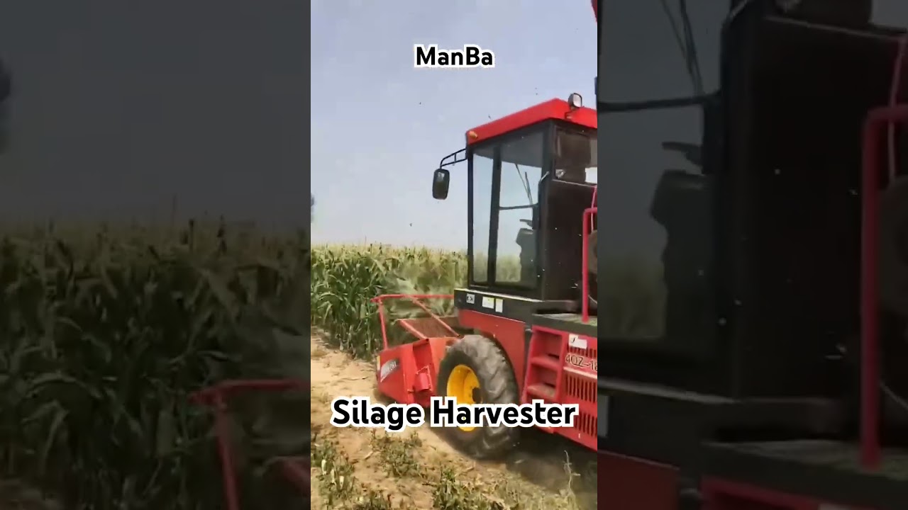 Shandong ManBa Silage harvester #silage #forageharvest #corn #agriculture