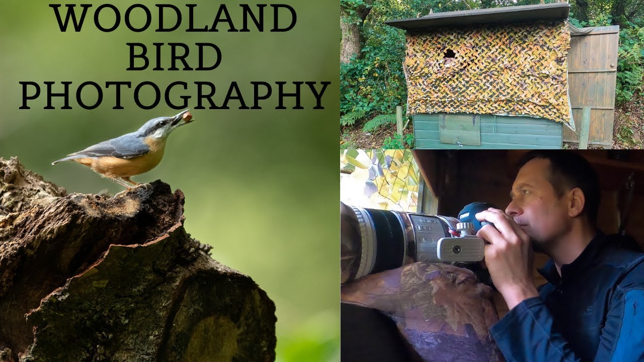 WILDLIFE PHOTOGRAPHY | PHOTOGRAPHING GARDEN & WOODLAND BIRDS | Tips & Tricks when using a Hide