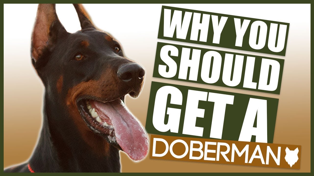 DOBERMAN! 5 Reasons YOU SHOULD GET a Doberman Puppy!