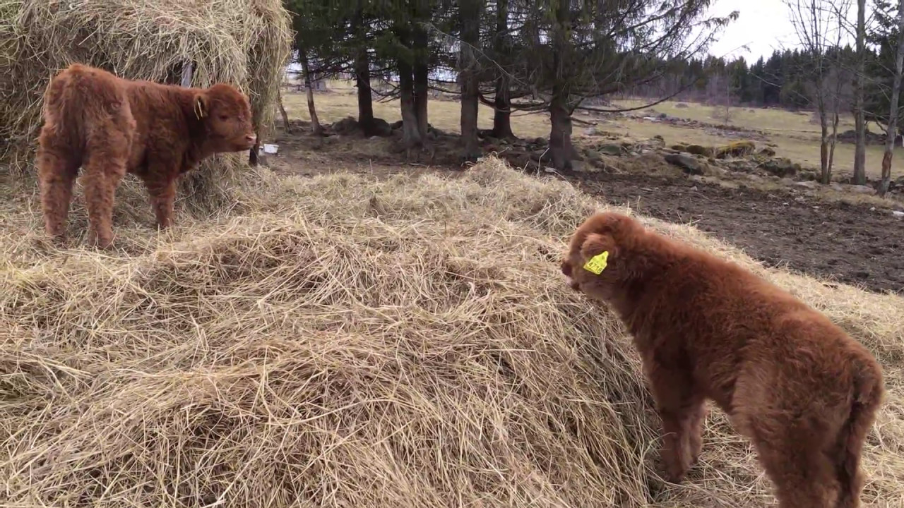 Scottish Highland Cattle In Finland: Two young fluffy calves