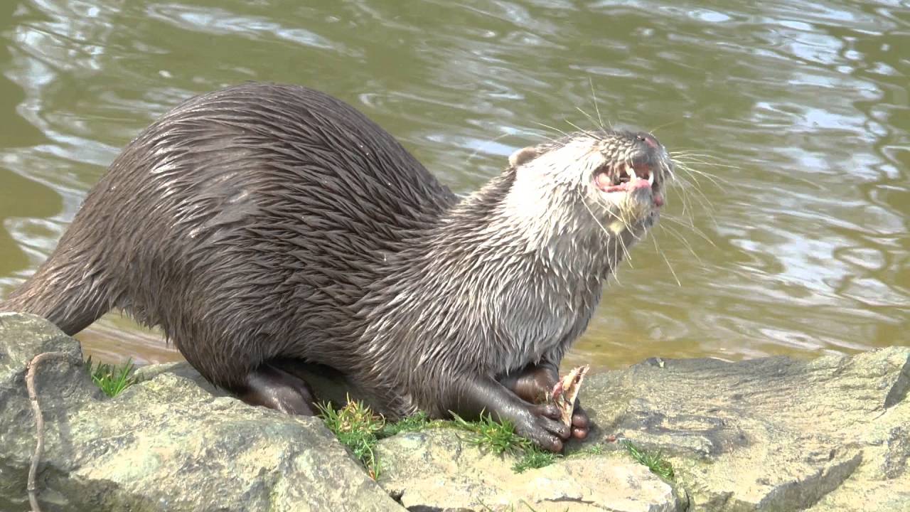 Banham Zoo April 2016 Including Big Cat Encounter